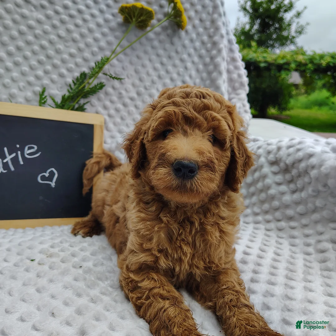 Mini Goldendoodle dogs for sale: Cutie boy - Ad 1