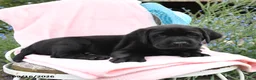 Labrador Retriever dogs for sale: Mattie - Ad 4