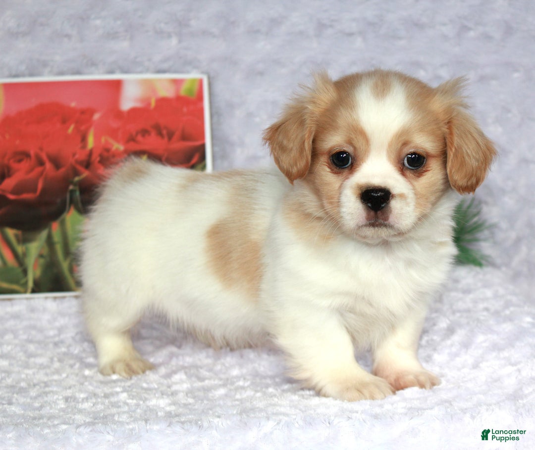 Shih Tzu dogs for sale: Kip - Ad 1