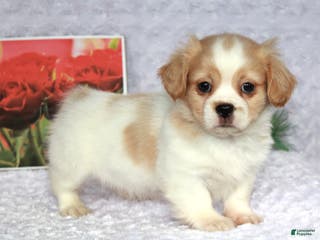 Shih Tzu dogs Kip - Ad 11