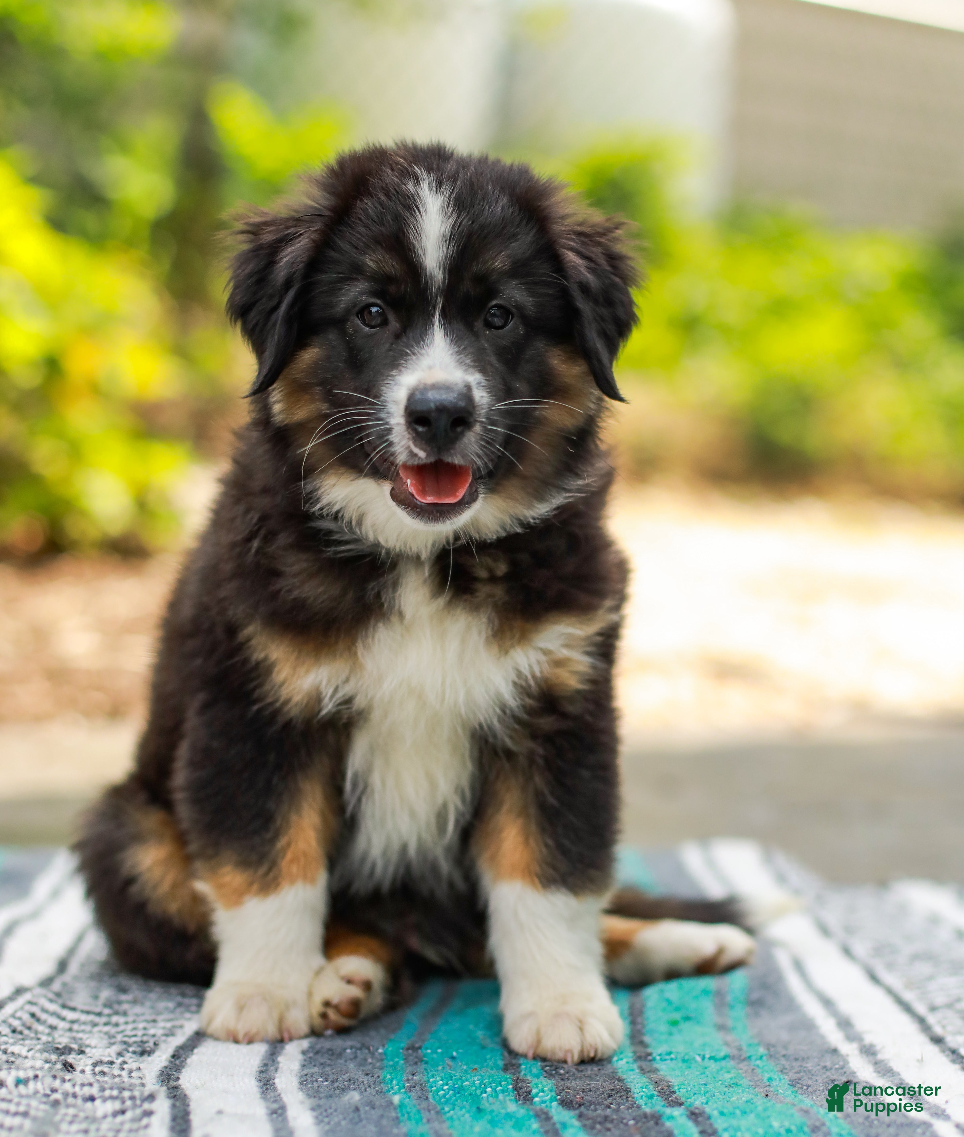 Miniature Australian Shepherd dogs Ranger - Ad 1