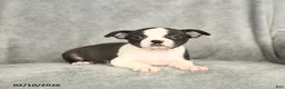 Boston Terrier dogs for sale: Bella   - Ad 3
