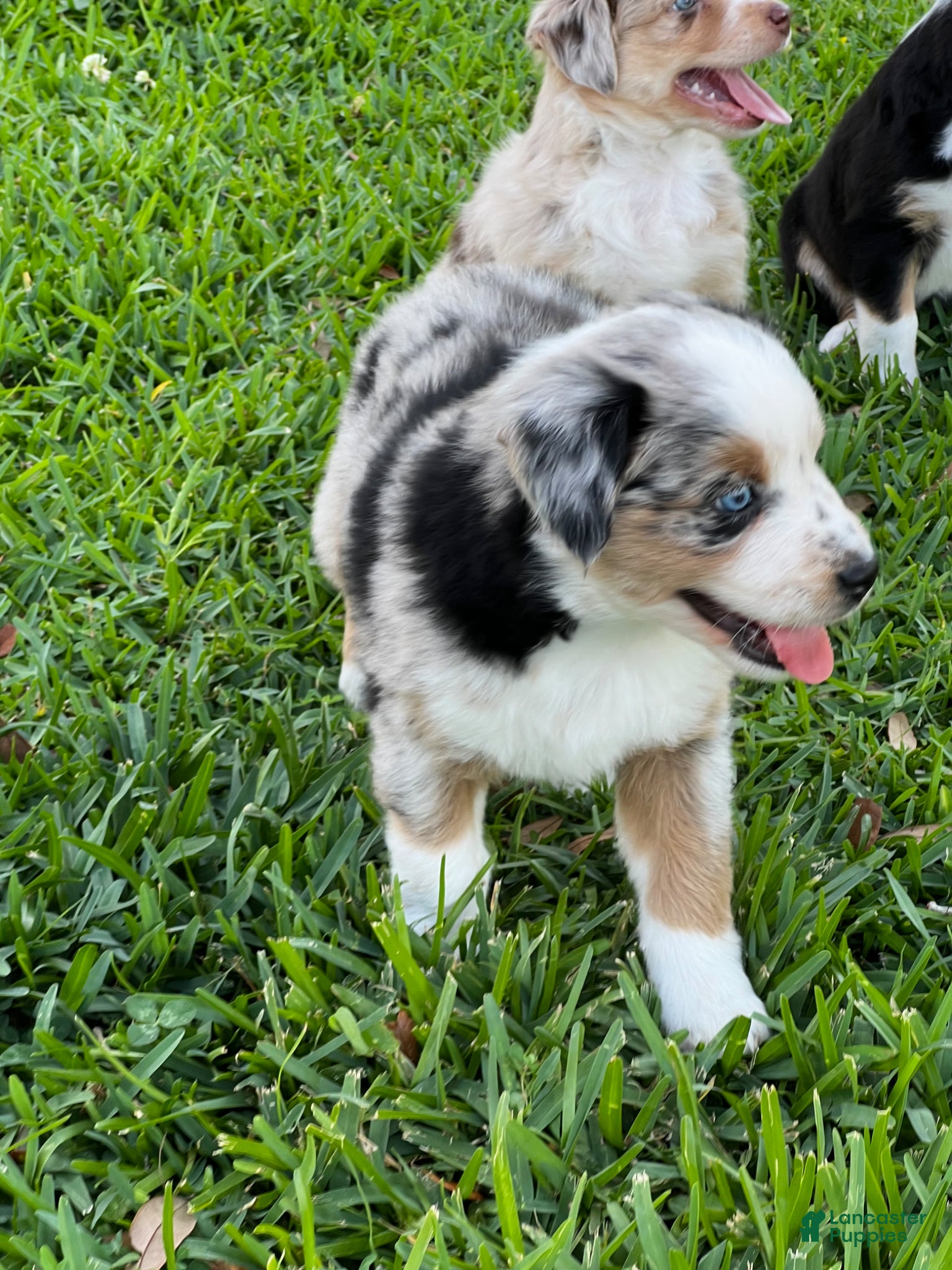 Australian Shepherd dogs Australian Shepherd Puppy 1 - Ad 2