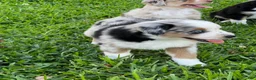 Australian Shepherd dogs for sale: Australian Shepherd Puppy 1 - Ad 2