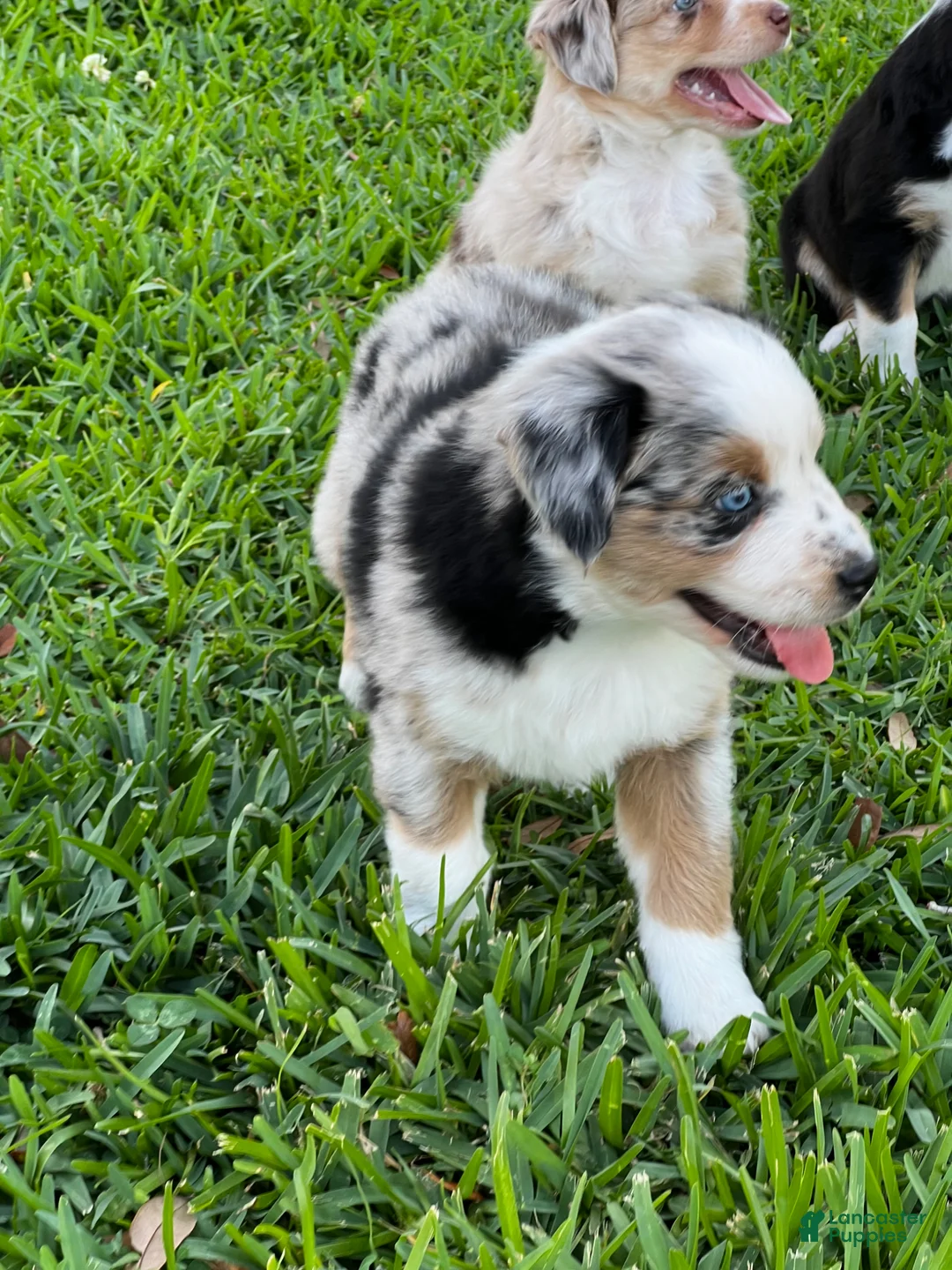 Australian Shepherd dogs for sale: Australian Shepherd Puppy 1 - Ad 2