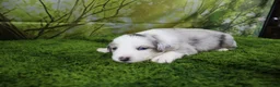 Miniature Australian Shepherd dogs for sale: America - Ad 7