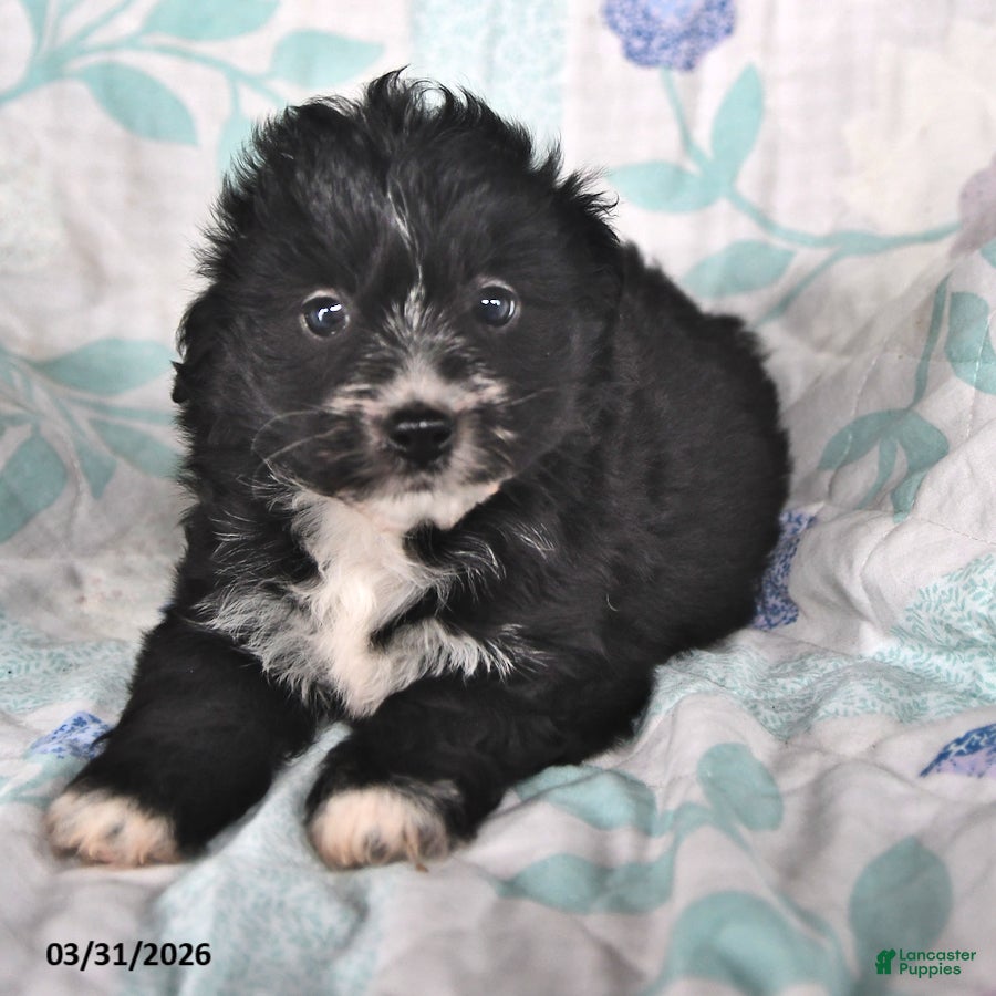 Mini Aussiedoodle dogs Neil - Ad 1