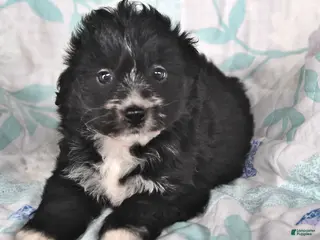 Mini Aussiedoodle dogs for sale: Neil - Ad 3