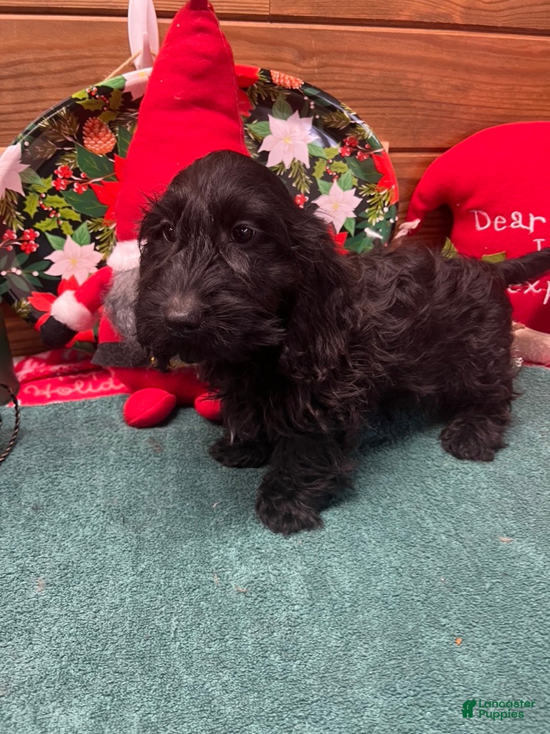 Dachshund dogs for sale: Silky Boy - Ad 3