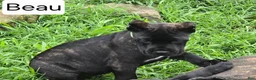 Cane Corso dogs for sale: Beau - Ad 4