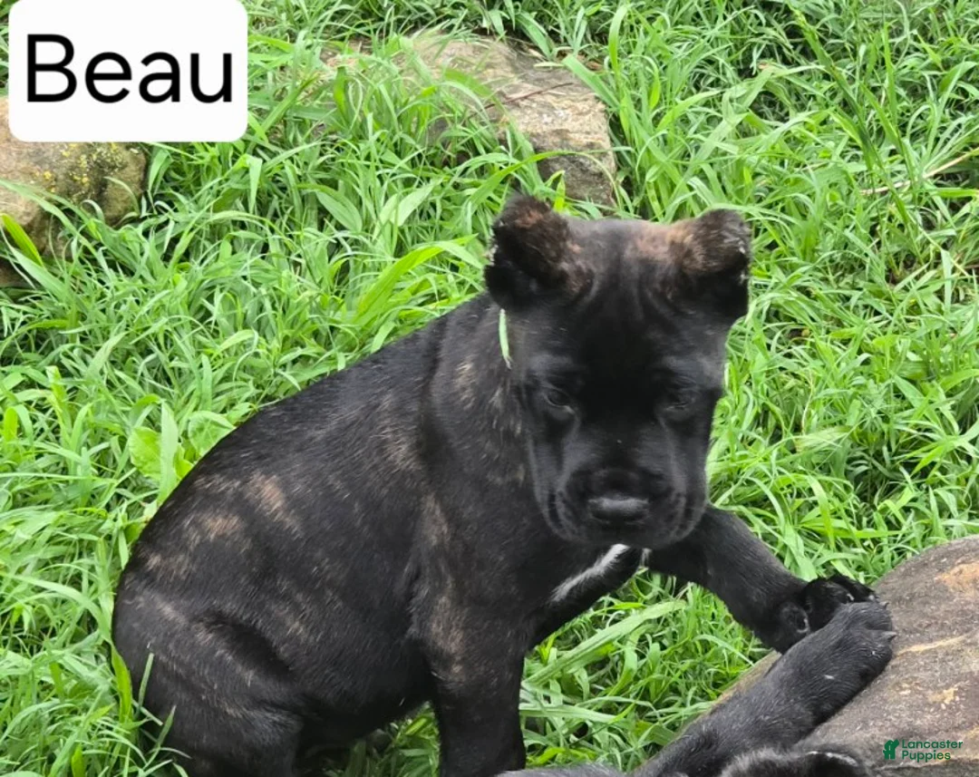 Cane Corso dogs for sale: Beau - Ad 4