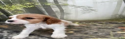 Cockalier dogs for sale: Cockalier 4 - Ad 2