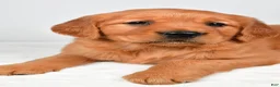 Golden Retriever dogs for sale: Rebecca - Ad 6