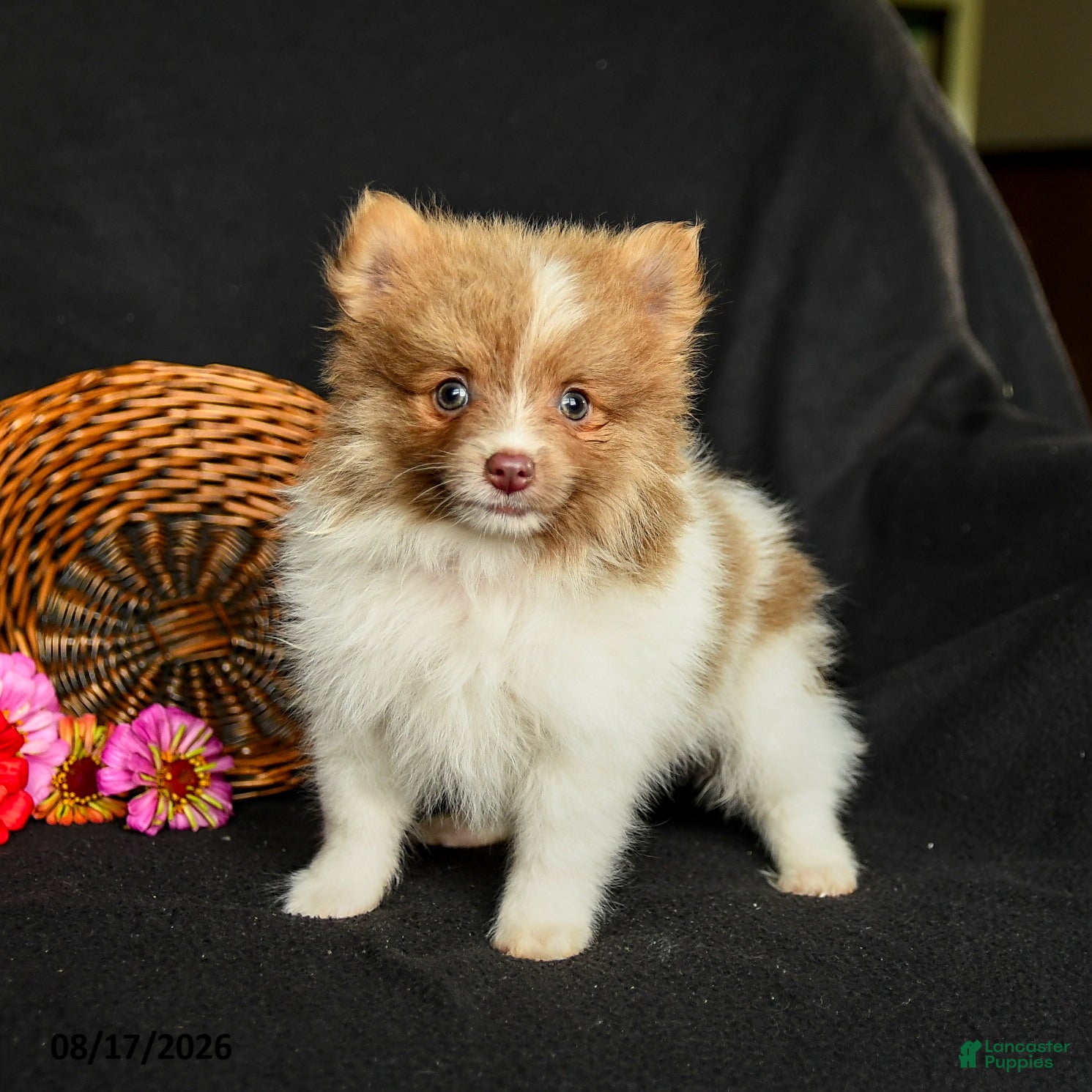 Pomeranian dogs Pollo - Ad 1