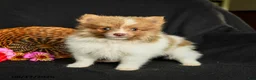 Pomeranian dogs for sale: Pollo - Ad 1