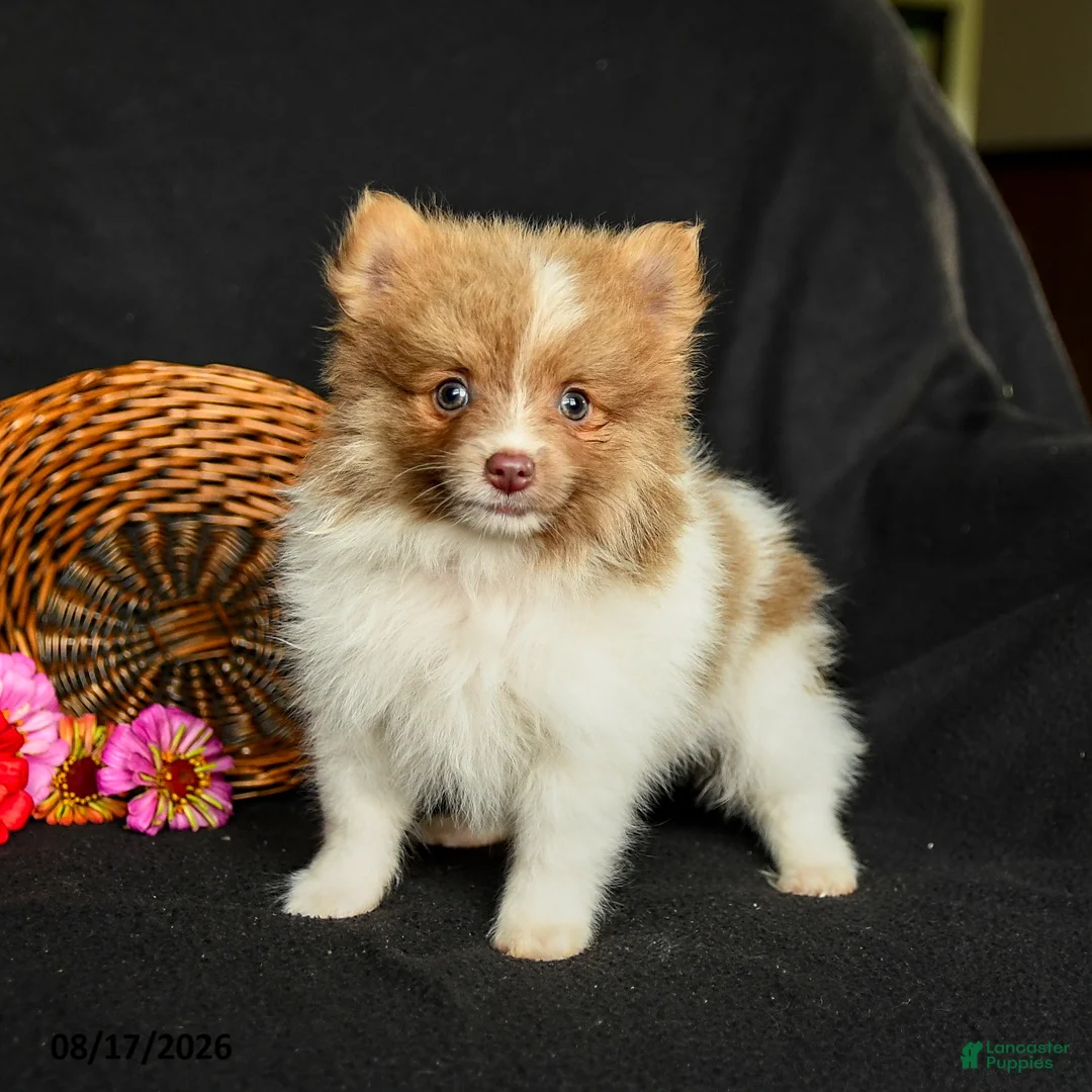 Pomeranian dogs for sale: Pollo - Ad 1