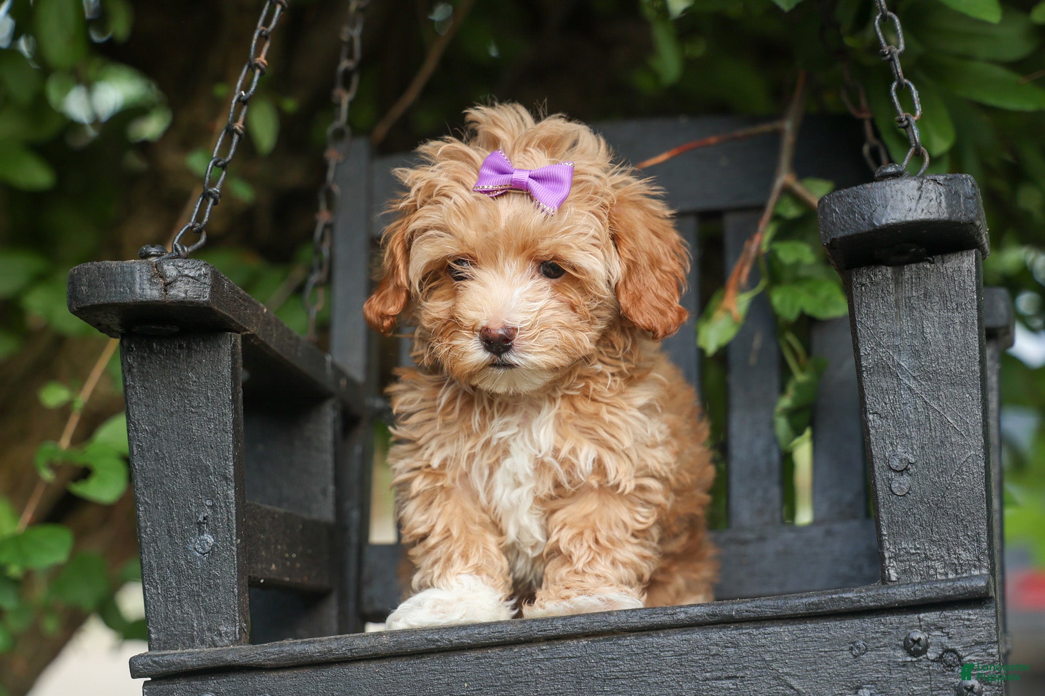 Havapoo dogs for sale: Ellie Mae 💛🐾 - Ad 2