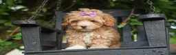Havapoo dogs for sale: Ellie Mae 💛🐾 - Ad 1