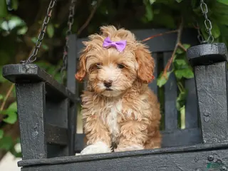 Havapoo dogs for sale: Ellie Mae 💛🐾 - Ad 2