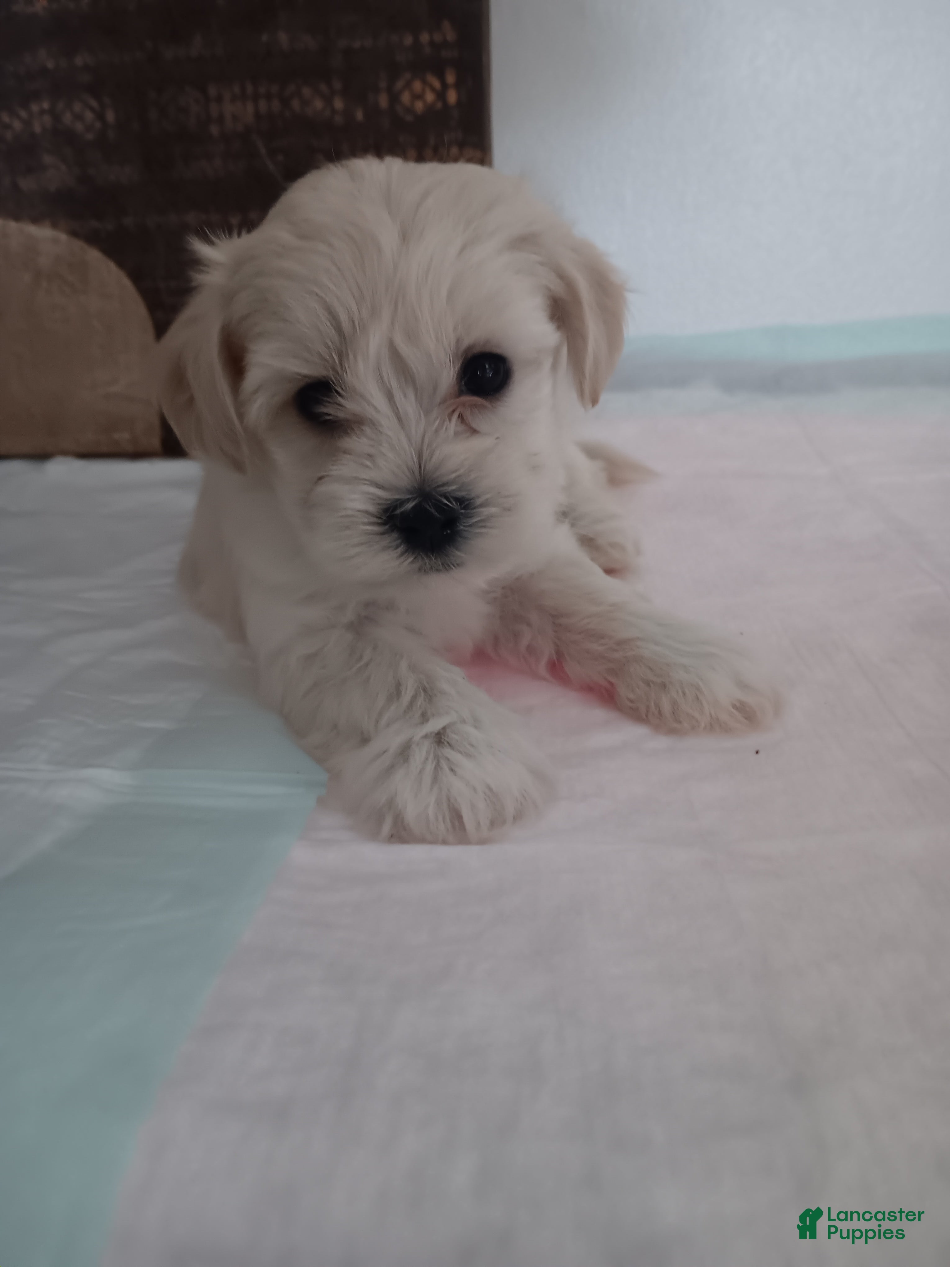 Maltese dogs Maltese 2 - Ad 3