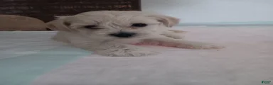 Maltese 2