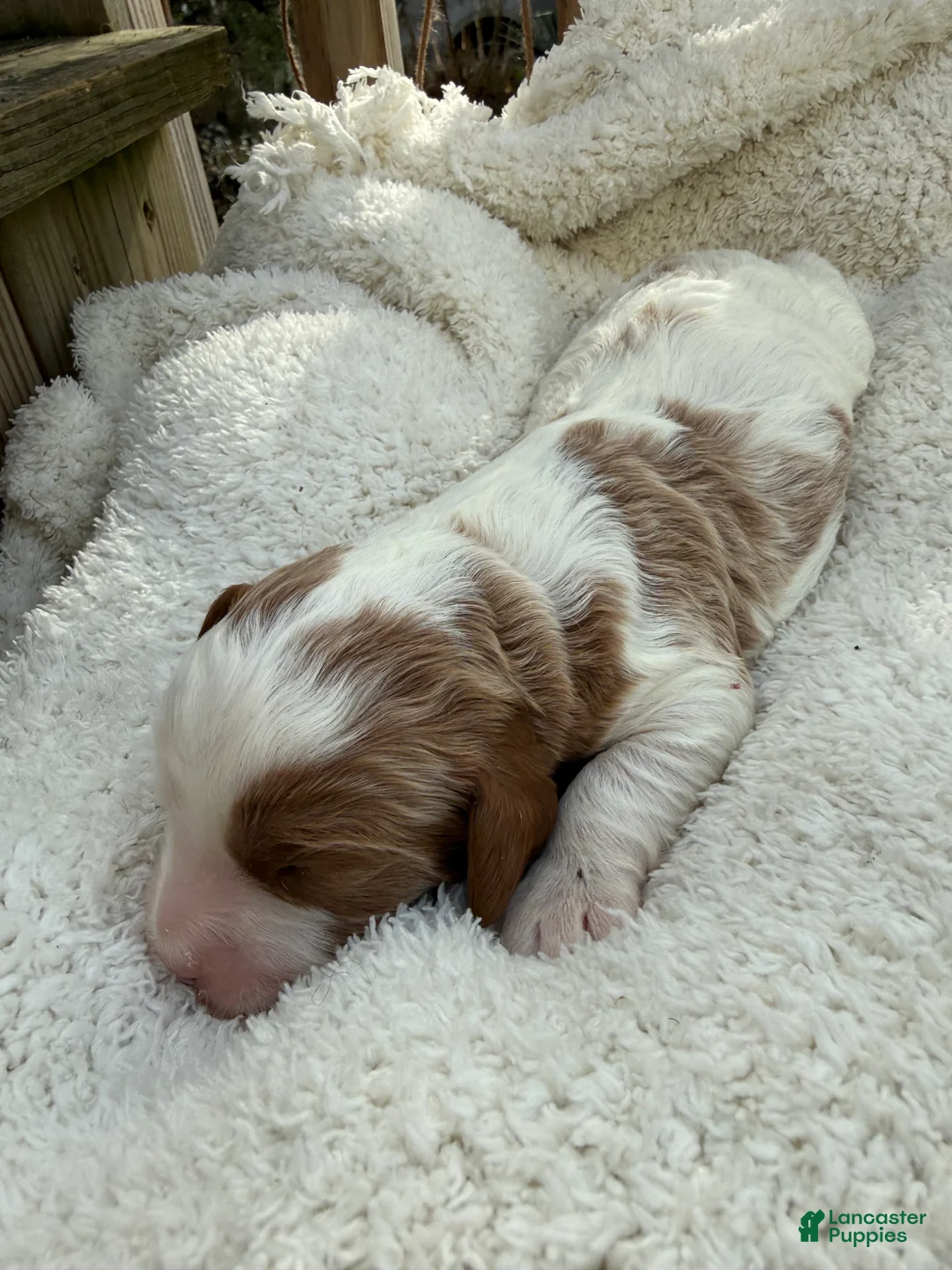 Cavapoo dogs for sale: Leo - Ad 2