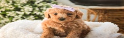Miniature Poodle dogs for sale: Hazel - Ad 4