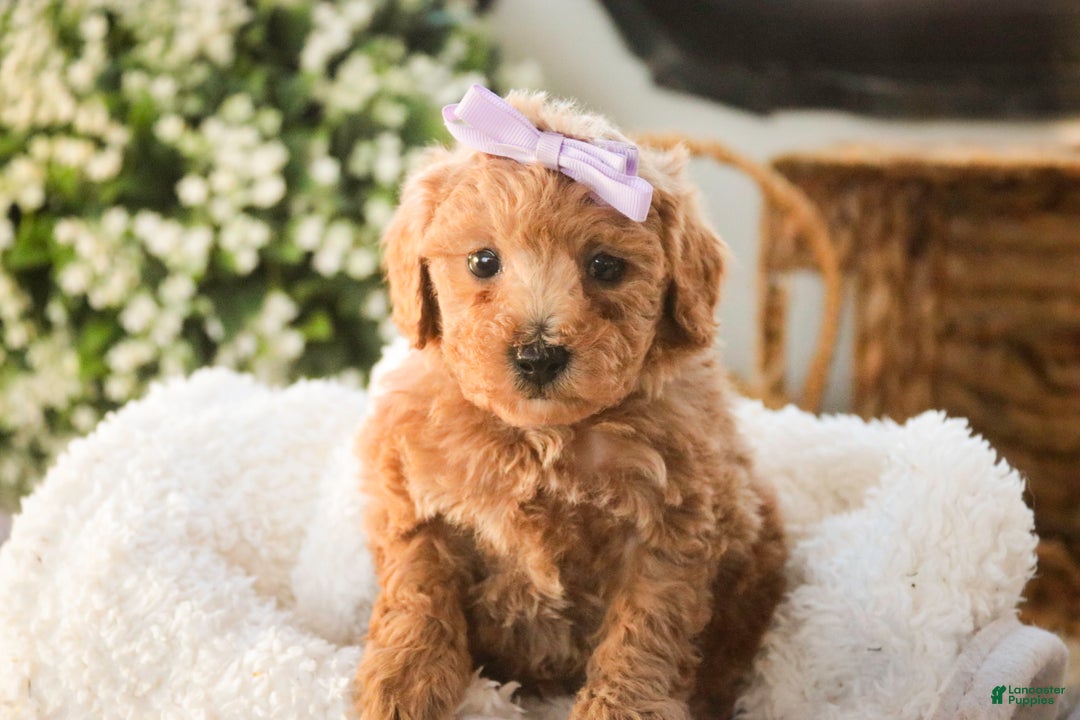 Miniature Poodle dogs for sale: Hazel - Ad 4