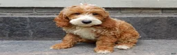 Mini Goldendoodle dogs for sale: Charlie - Ad 3