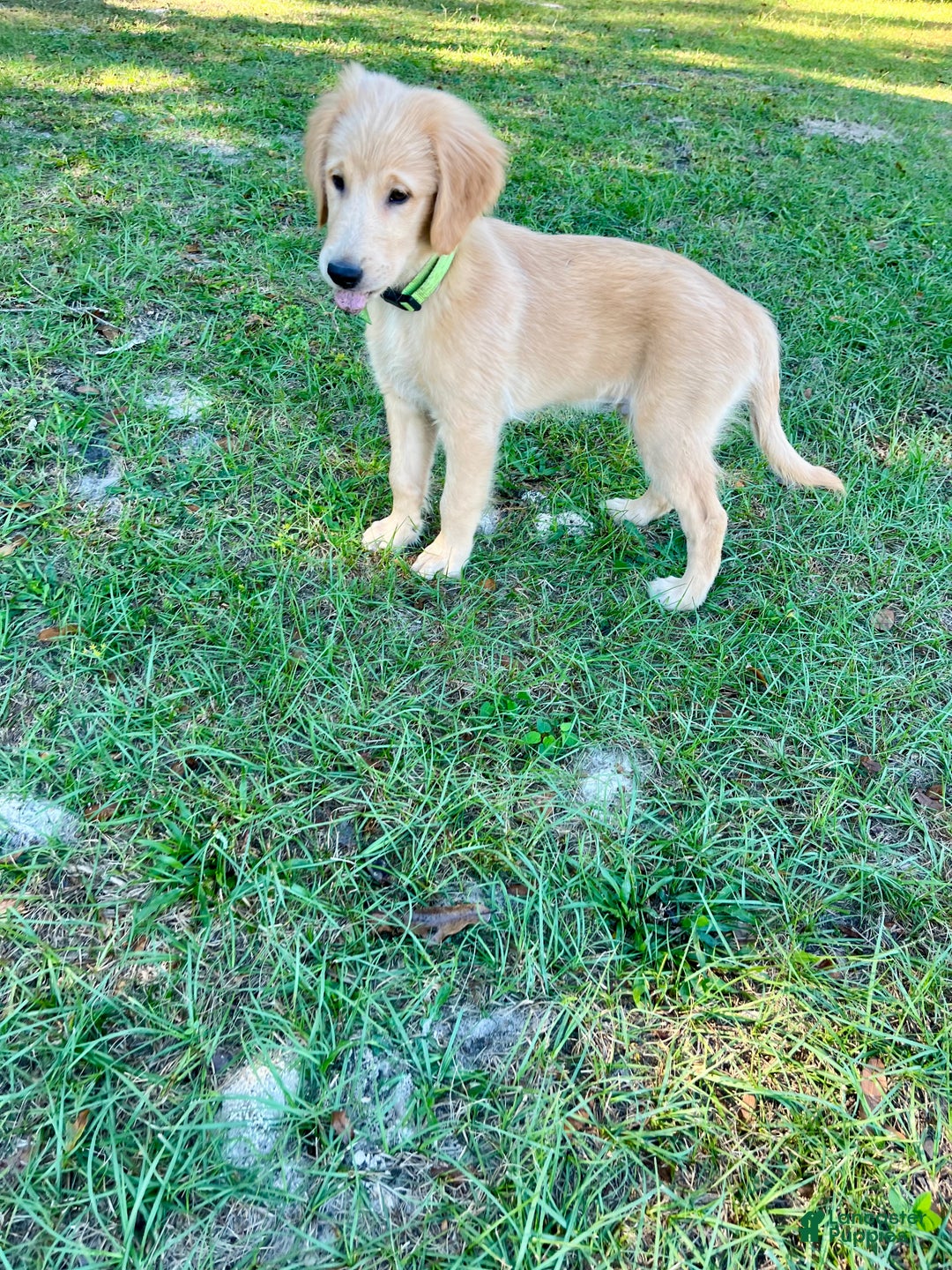 Golden Retriever dogs for sale: Golden Retriever Puppy 2 - Ad 4