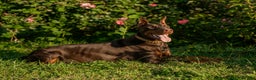 Doberman Pinscher dogs for sale: Purple - Ad 4