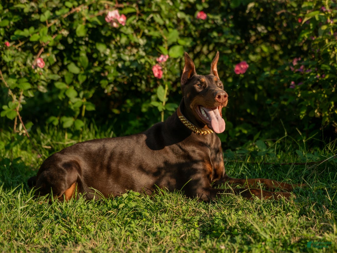 Doberman Pinscher dogs for sale: Purple - Ad 4