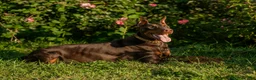 Doberman Pinscher dogs for sale: FULL AKC - Gray - Ad 12