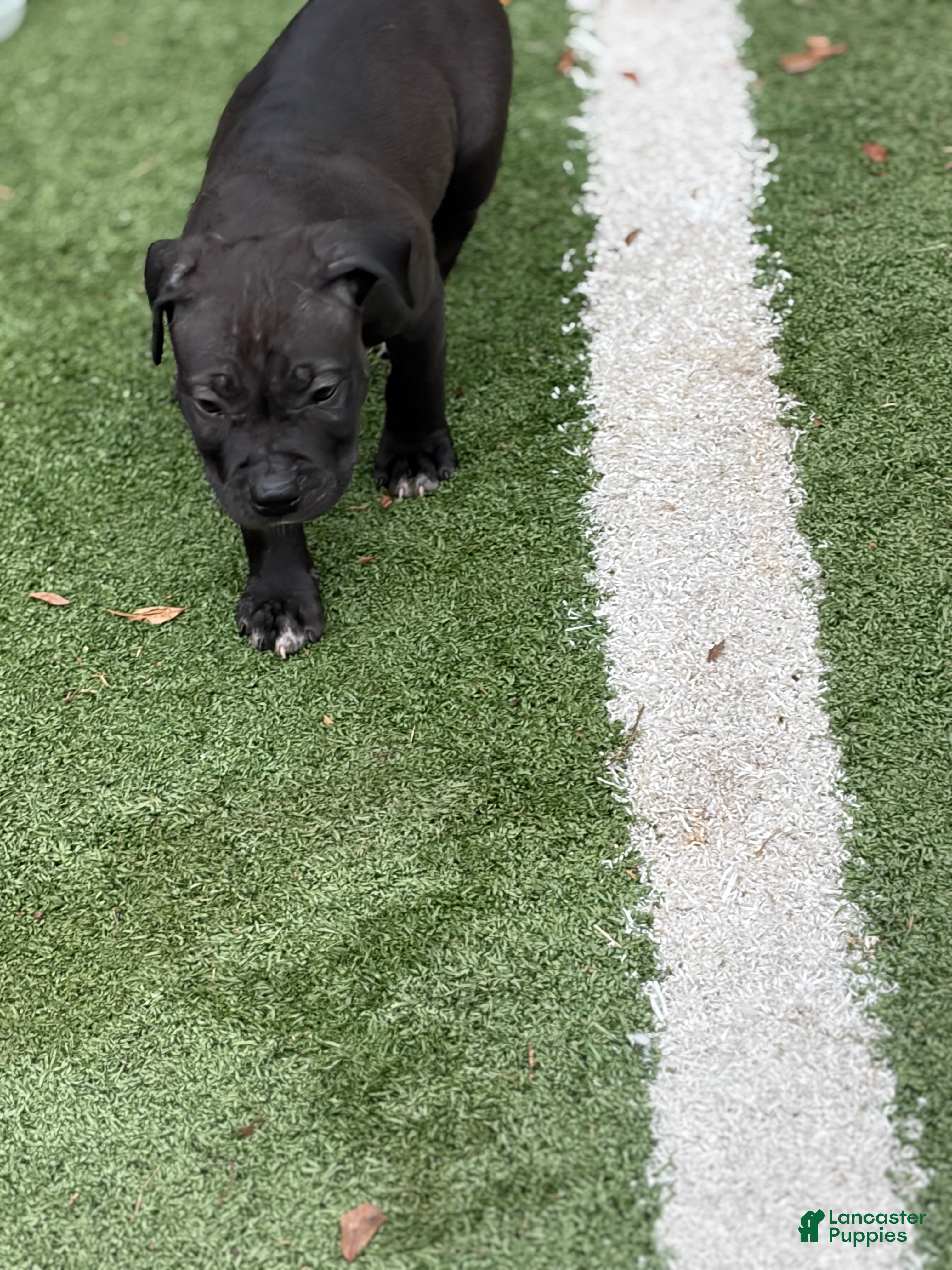 South African Boerboels (South African Boerboels, Female) in Plant City, FL