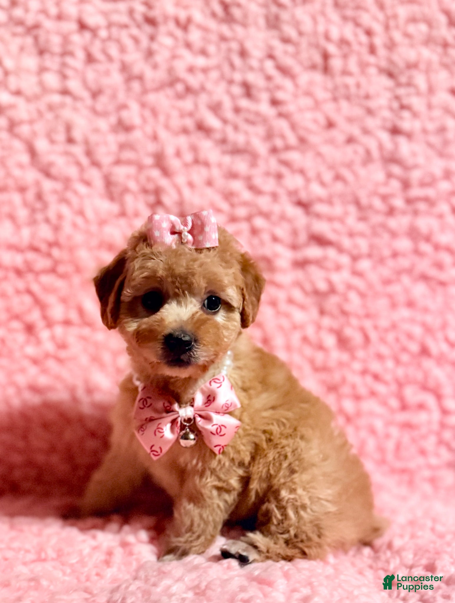 Toy Poodle dogs Precious female Poodle - Ad 1