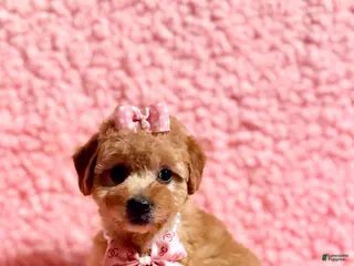 Toy Poodle dogs for sale: Precious female Poodle - Ad 4