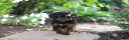 Cavapoo dogs for sale: Lulu - Ad 5