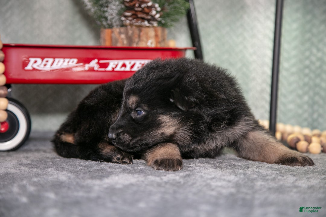 German Shepherd dogs for sale: Landon - Ad 3