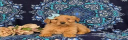 Golden Retriever dogs for sale: Jamie - Ad 2