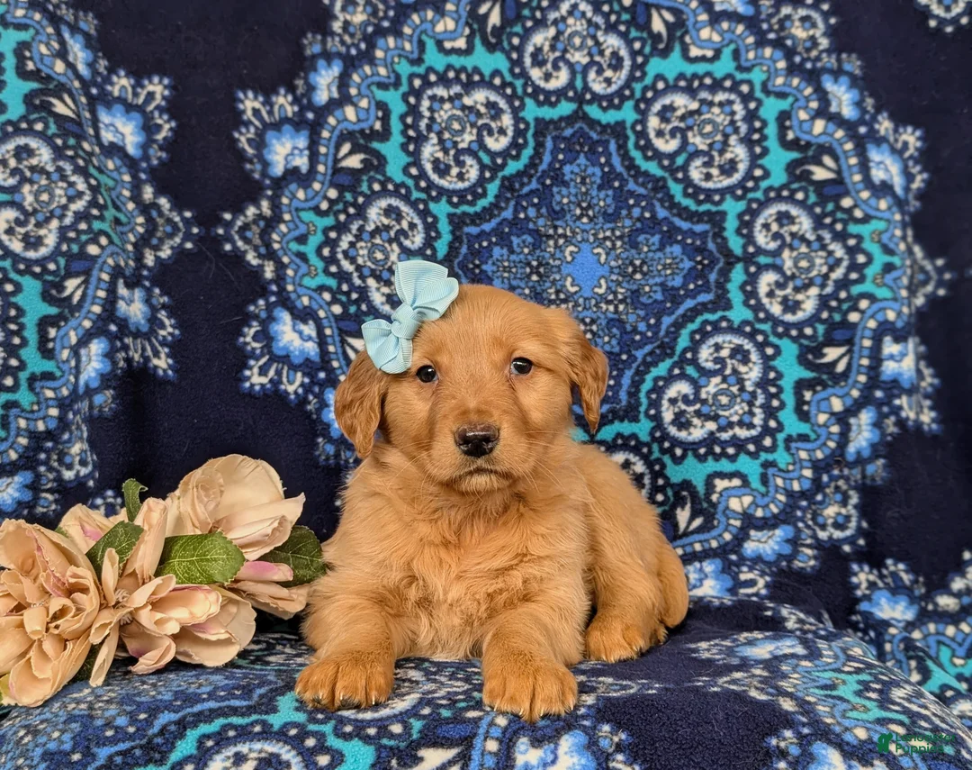 Golden Retriever dogs for sale: Jamie - Ad 2