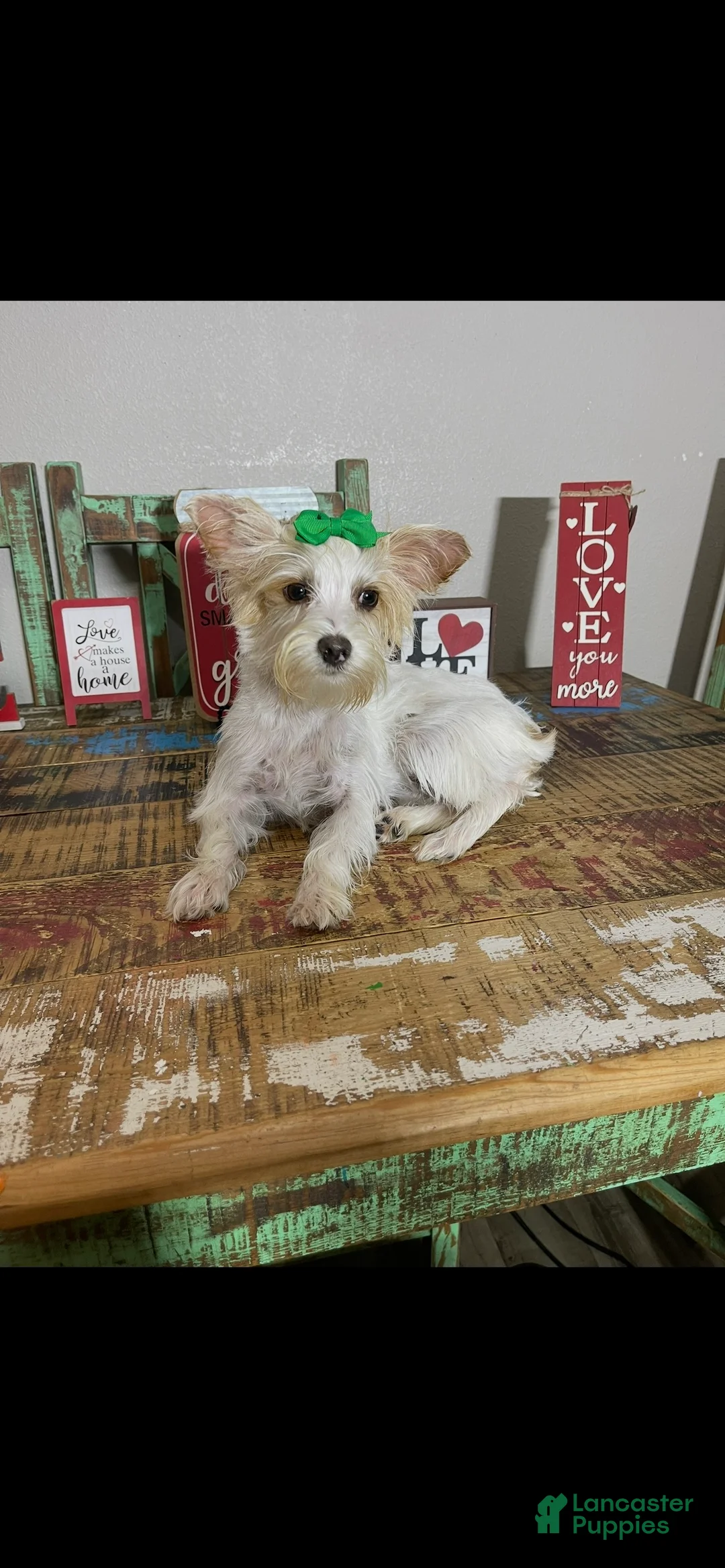 Yorkshire Terrier dogs for sale: Tilly - Ad 10