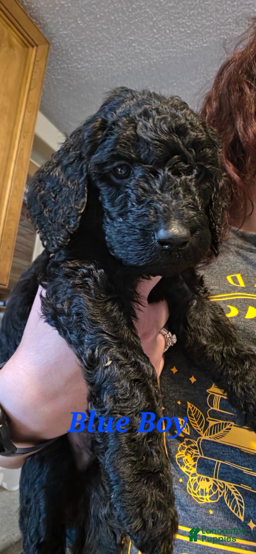 Standard Poodle dogs Blue - Ad 31
