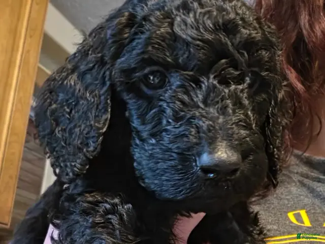 Standard Poodle dogs for sale: Blue - Ad 12