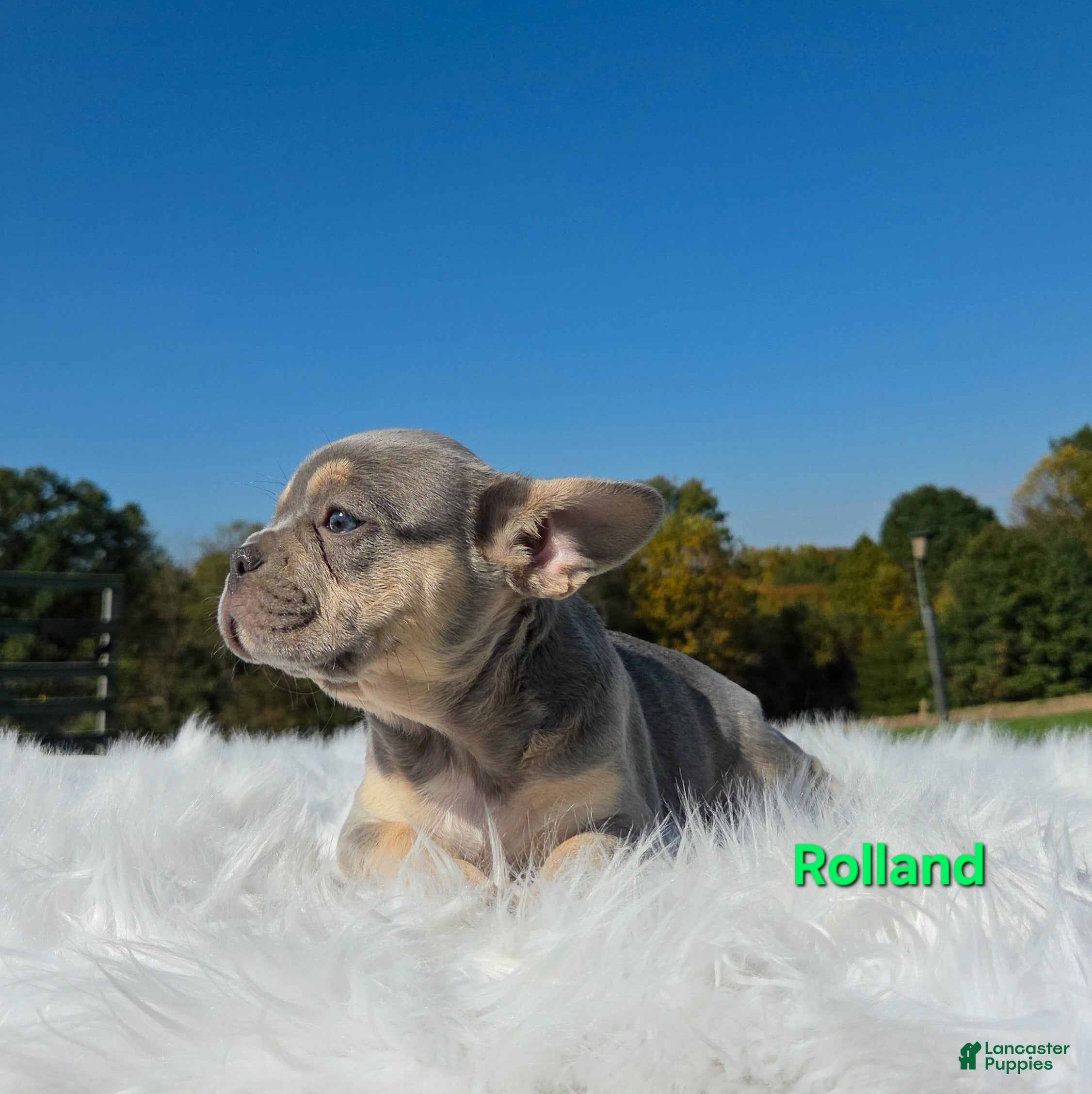 Mixed Breed dogs Rolland - Ad 1