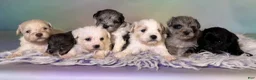 Schnoodle dogs for sale: Parker - Ad 7
