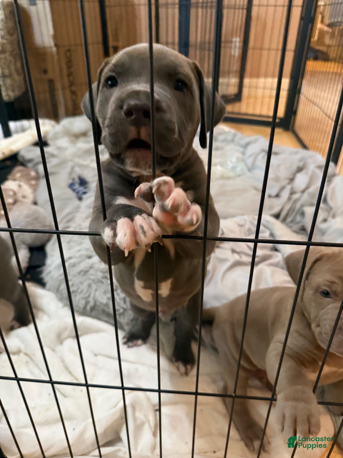 American Pit Bull Terrier dogs for sale: Pup3 - Ad 1