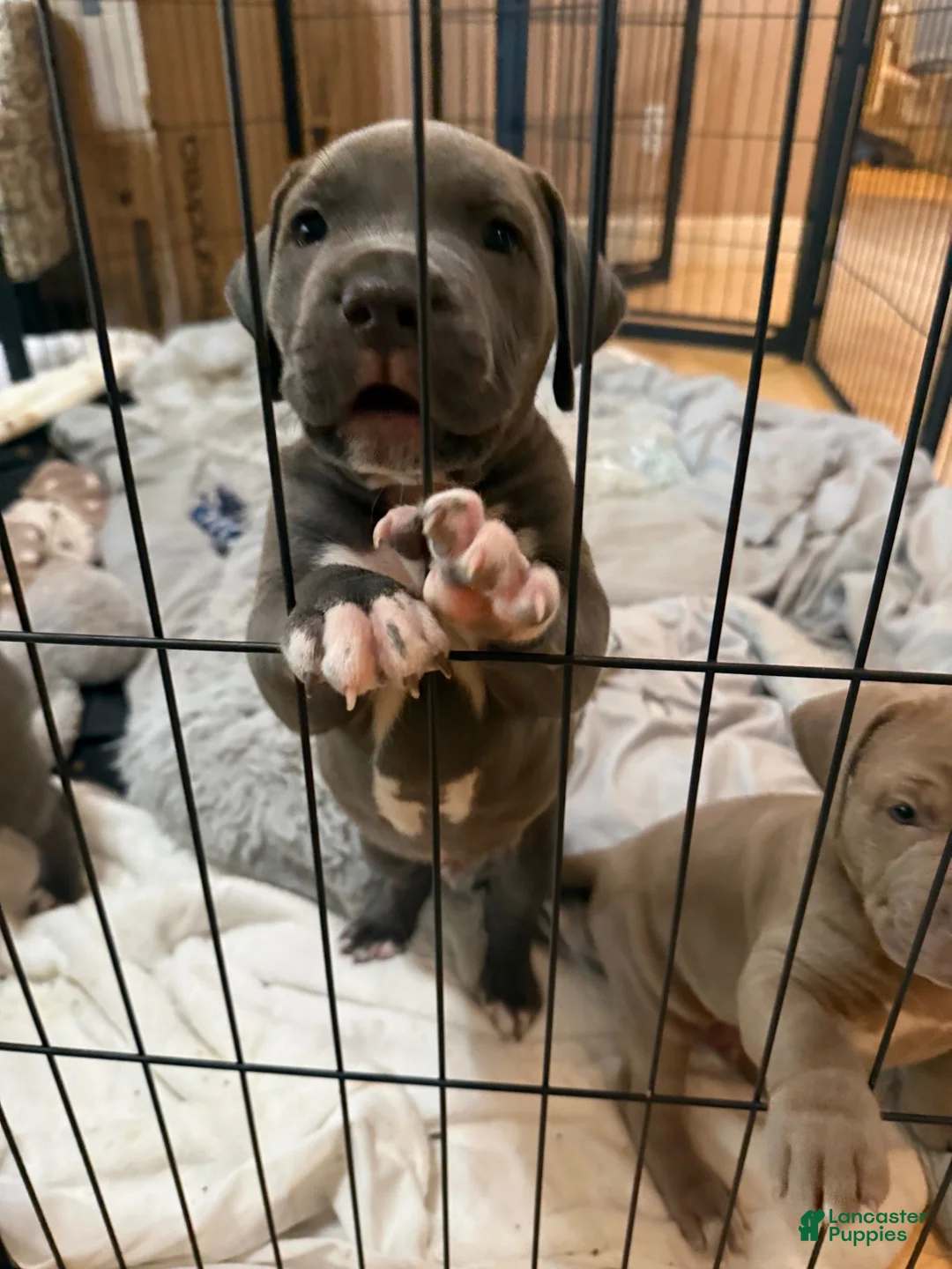 American Pit Bull Terrier dogs for sale: Pup3 - Ad 1