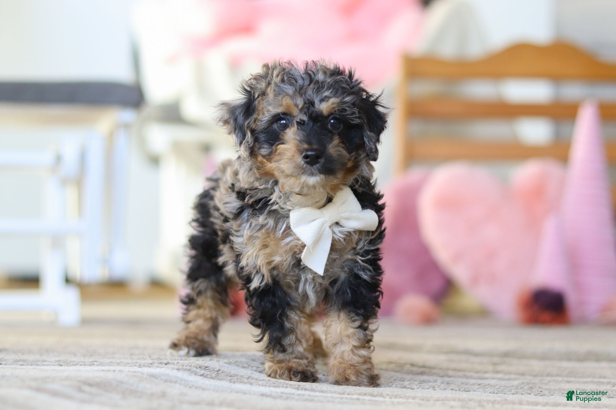 Miniature Poodle dogs Rome - Ad 36