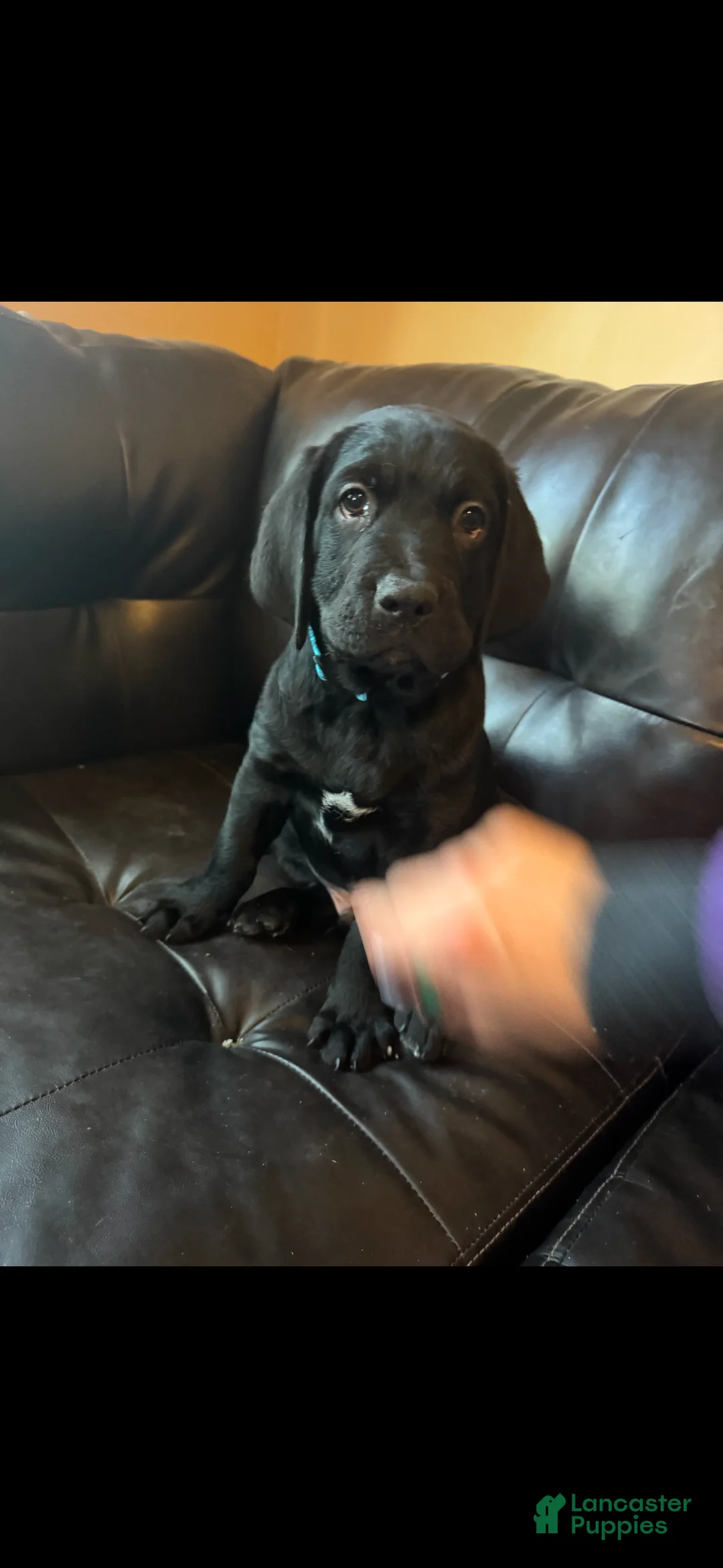 Mixed Breed dogs for sale: Light Blue Collar - Ad 2