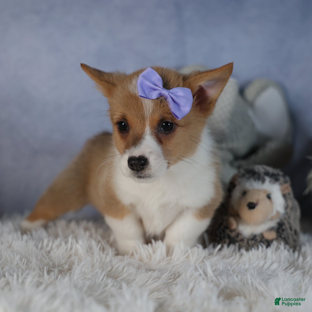 Welsh Corgi Pembroke dogs for sale: Dora - Ad 6